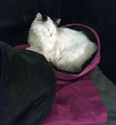 Citrus sover på lektunneln