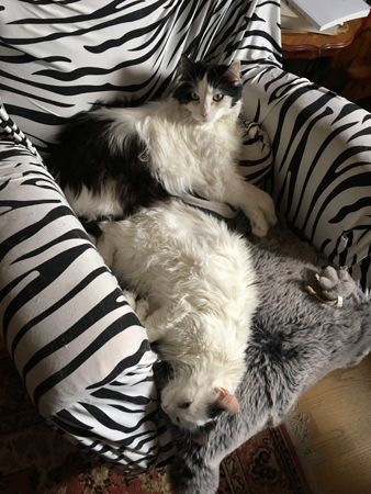 Lucifer och Citrus igen i Zebrafåtöljen