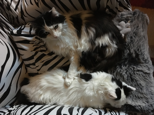 Katterna Lucifer och Citrus i Zebrafåtöljen L med tassen på C