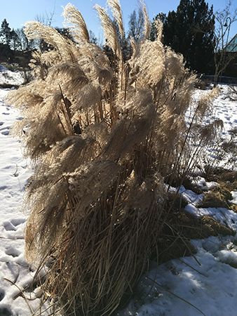 Vintrig buske Botaniska trädgården
