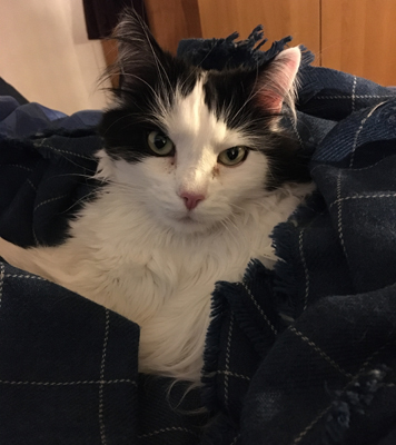 Lucifer på sin blåa filt