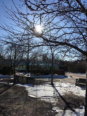 Marssol i Botaniska trädgården