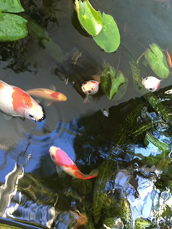 Fiskar i Tropiska växthuset