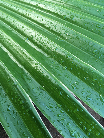 Gröna blad med droppar i Tropiska växthuset