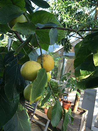 Citroner i Tropiska växthuset