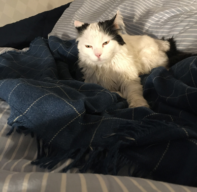 Citrus på blåa filten i sovrummet