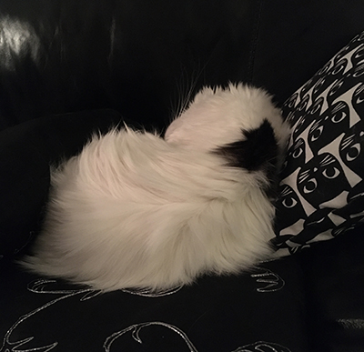 Citrus sover ihoprullad