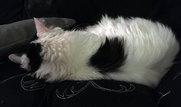 Citrus sover med ryggen mot kameran