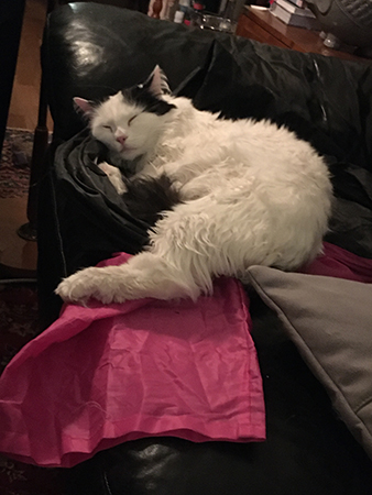 Citrus sover på lektunneln i soffan