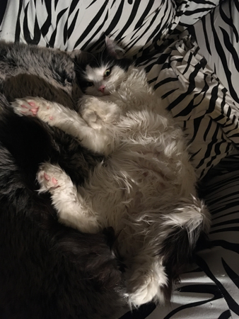 Katten Lucifer i zebrafåtöljen