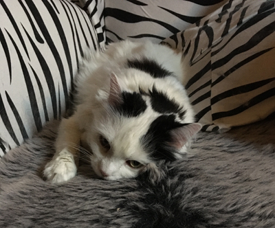 Citrus sur som en citron