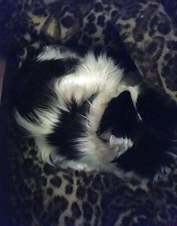 Lucifer sover på leopardfilten