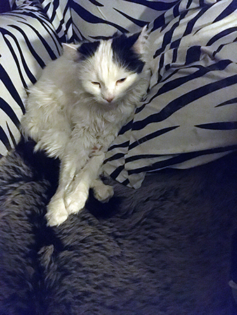 Citrus sover i Zebrafåtöljen