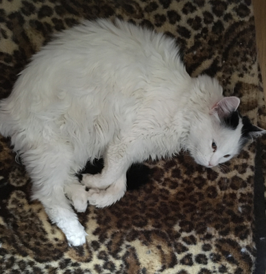 Citrus på leopardfilten