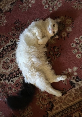 Citrus på rygg på mattan i Bokrummet