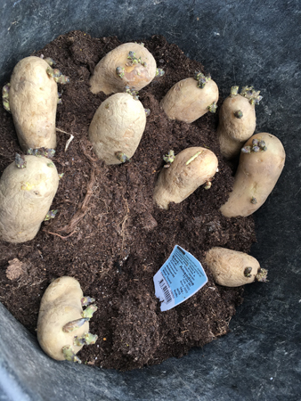 Potatis som ska förgro