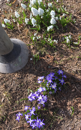 Scilla och syren eller hyacint