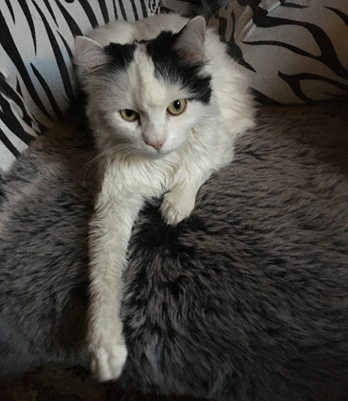 Citrus på fällen i Zebrafåtöljen