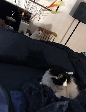 Citrus och Lucifer på besök i sovrummet