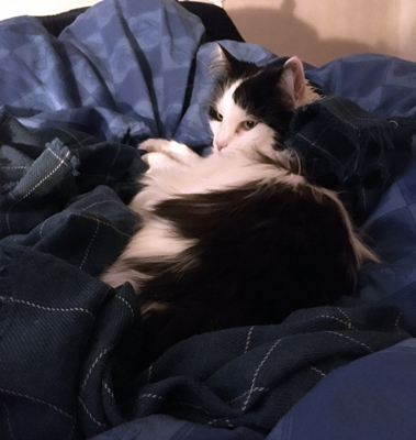 Lucifer på sin filt i sängen