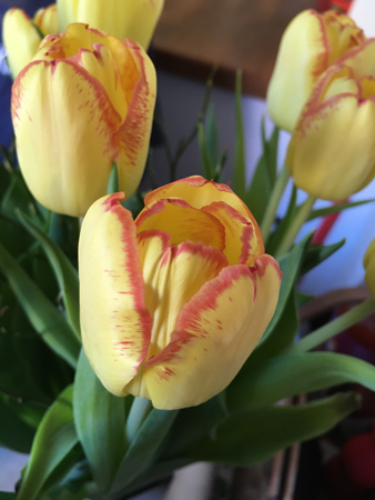 Gula tulpaner med orange kant