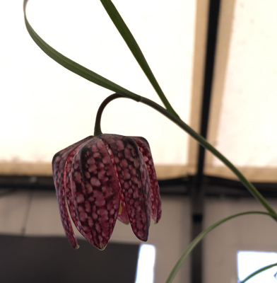 Kungsängslilja närbild