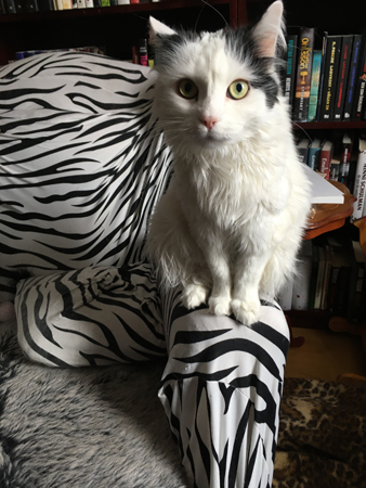 Citrus m uppspärrade ögon i zebrafåtöljen