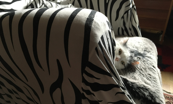 Citrus kikar fram ur Zebrafåtöljen