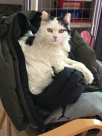 Citrus på klädhög