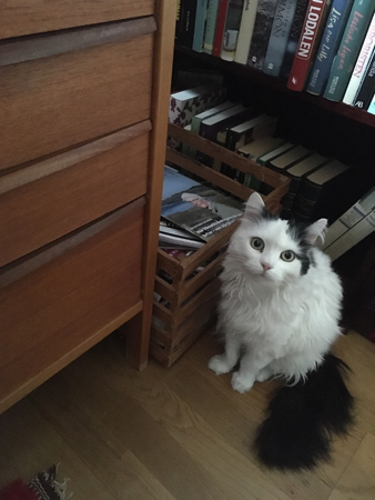 Citrus vid skrivbordet