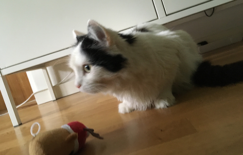 Citrus på golvet och jag fotar på hennes nivå