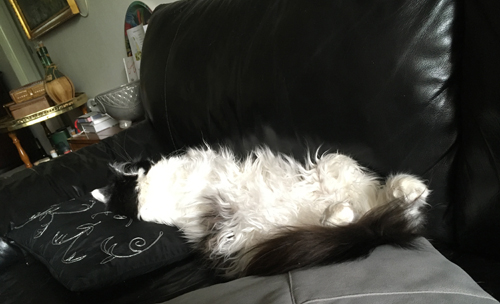 Lucifer sover på soffan