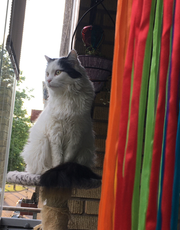 Citrus fågelskådar på balkongen