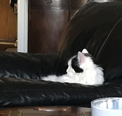 Citrus i Annas fåtölj