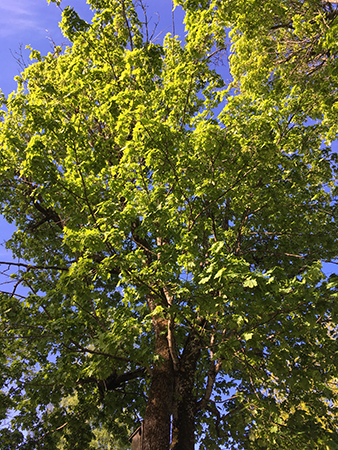 Grön lönn mot blå himmel