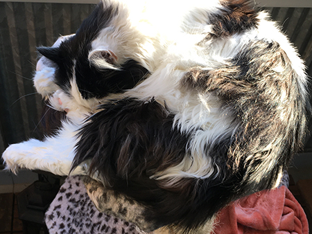 Lucifer sover på balkongen