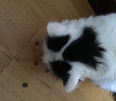 Citrus äter kattgodis