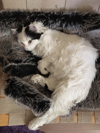 Citrus sover i Bruno Mathssonstol