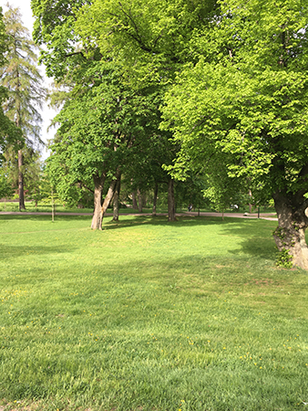 Grön gräsmatta och gröna träd på väg till jobbet Grön gräsmatta och gröna träd på väg till jobbet
