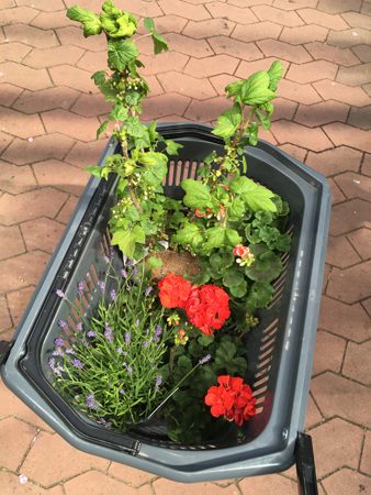Svartvinbärsbuske pelargoner o lavendel