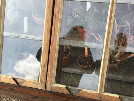 Anna och jag i växthusglas