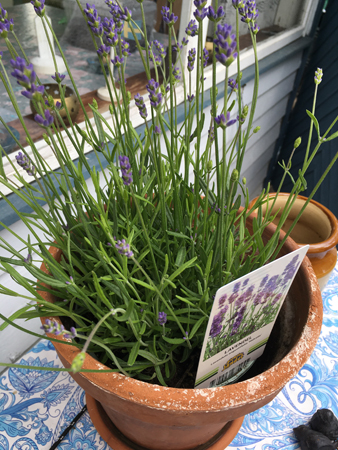Lavendel på bordet utanför stugan