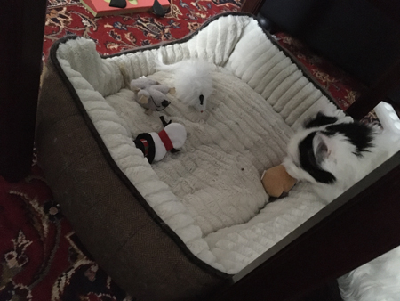 Citrus kollar in leksakerna i stora korgen