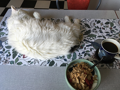 Citrus på frukostbordet