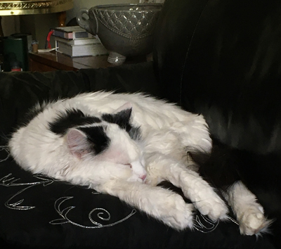 Citrus sover på soffkudde