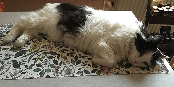 Lucifer utsträckt på köksbordet