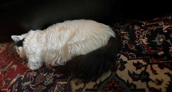 Citrus ligger på mattan i Salen