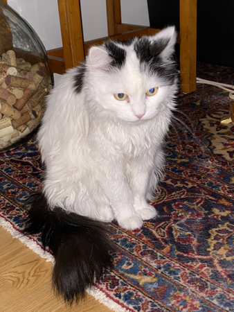 Nyborstad Citrus foto ML