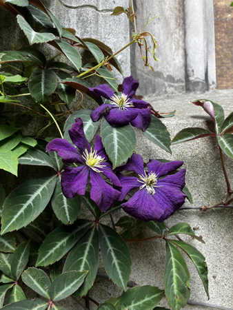 Klematis inne i St Dunstan