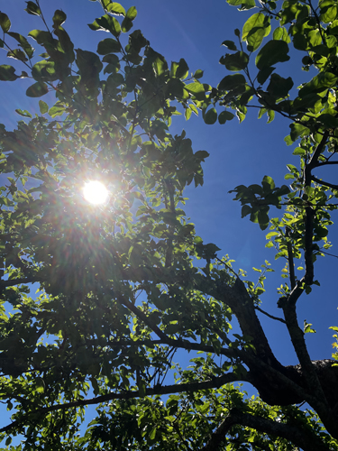 Solen genom äppelträdsgren